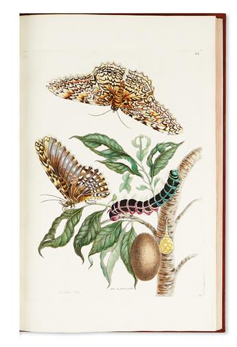 MERIAN, MARIA SIBYLLA. Histoire générale des insectes de Surinam et de toute lEurope. . .